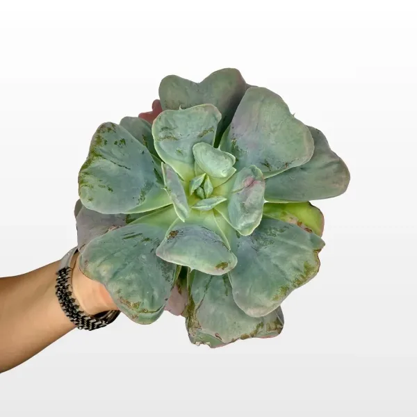 echeveria-blue-heart-2.jpg