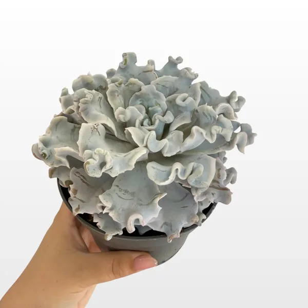 echeveria-crispy-beauty-2.png