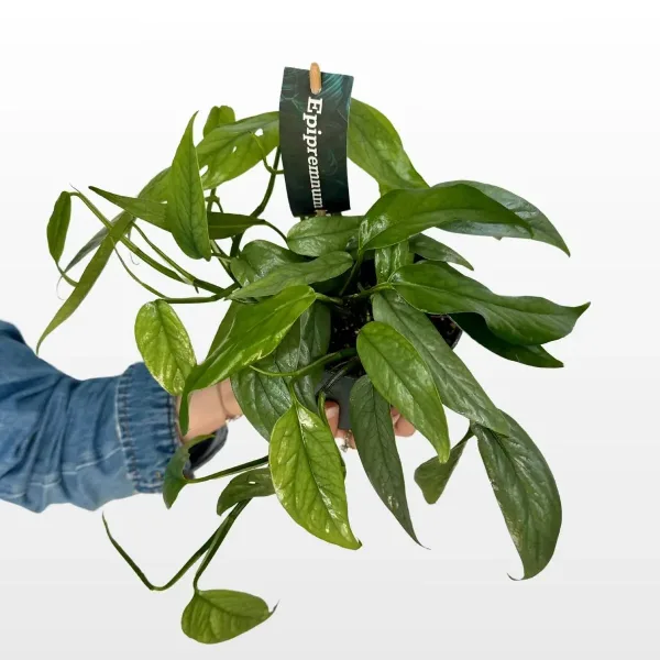 epipremnum-cebu-blue-2.jpg
