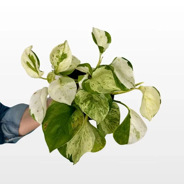 epipremnum-happy-leaf-2.jpg