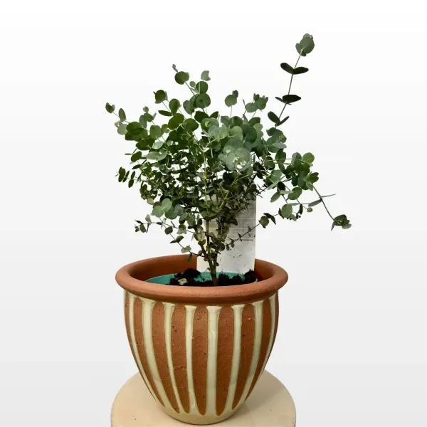 eucalyptus-gunnii-azura-2.jpg