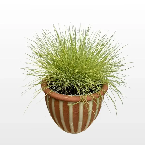 festuca-glauca-ami-gold-2.jpg