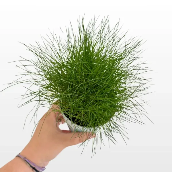 festuca-glauca-ami-green-2.jpg