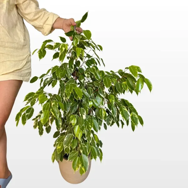 ficus-benjamina-forever-2.jpg