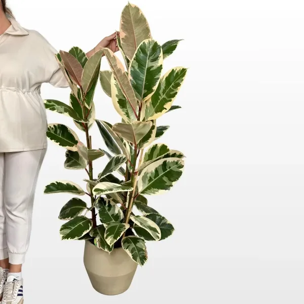 ficus-elastica-tineke-xl-2.jpg
