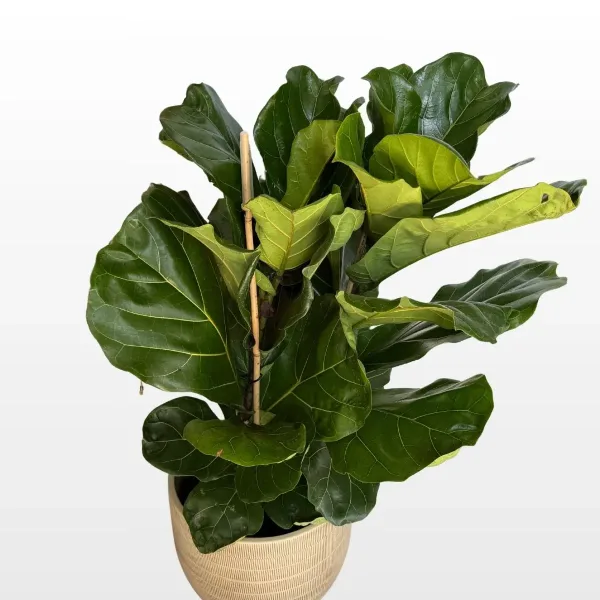 ficus-lyrata-xl-2.jpg
