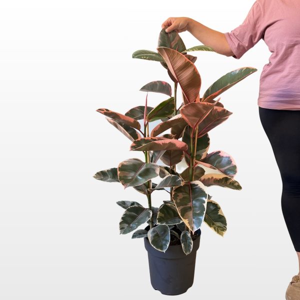Fikus ‘Belize’ (Ficus elastica) sobna je biljka velikih zelenih, krem i ružičastih listova u sadnoj tegli, za svijetle dnevne boravke i urede.