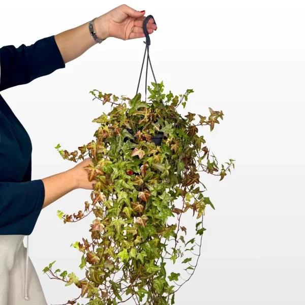 hedera-helix-xl-brsljan-2.jpg