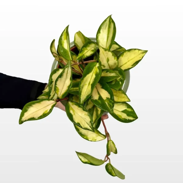 hoya-carnosa-tricolor-2.jpg