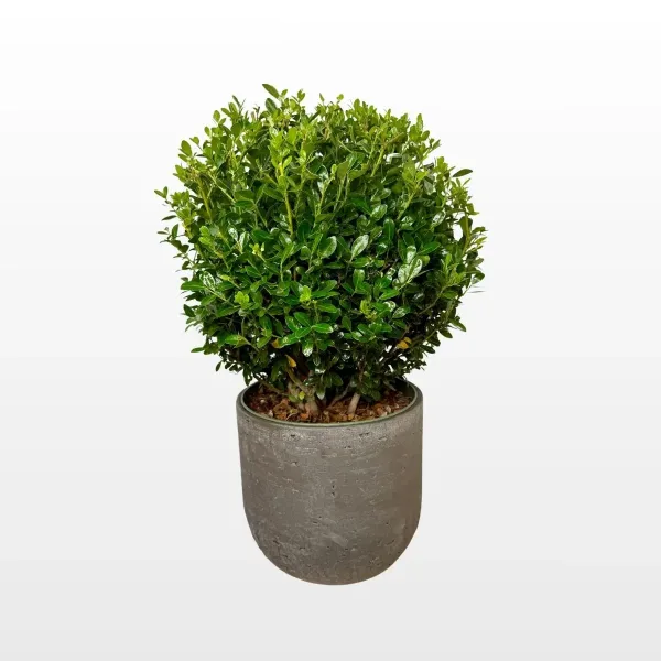ilex-crenata-jenny-2.jpg