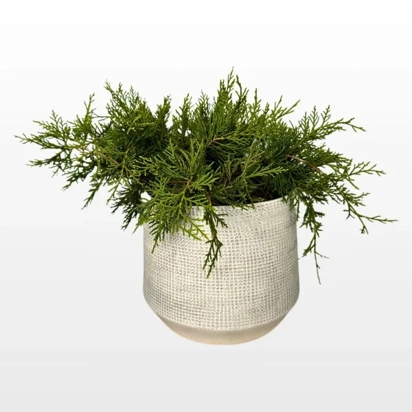 juniperus-communis-2.jpg