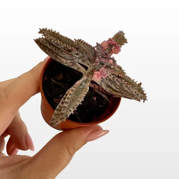 kalanchoe-daigremontiana-2.jpg