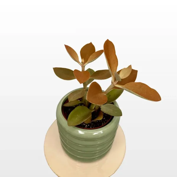kalanchoe-orgyalis-2.jpg