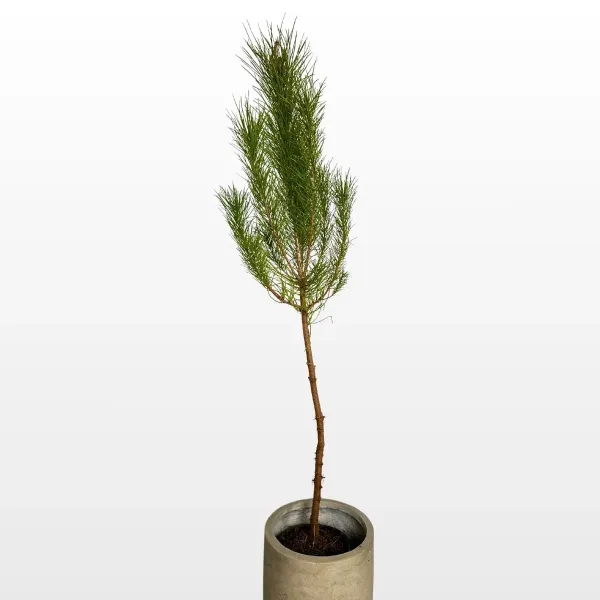 mala-pinija-pinus-pinea-2.jpg