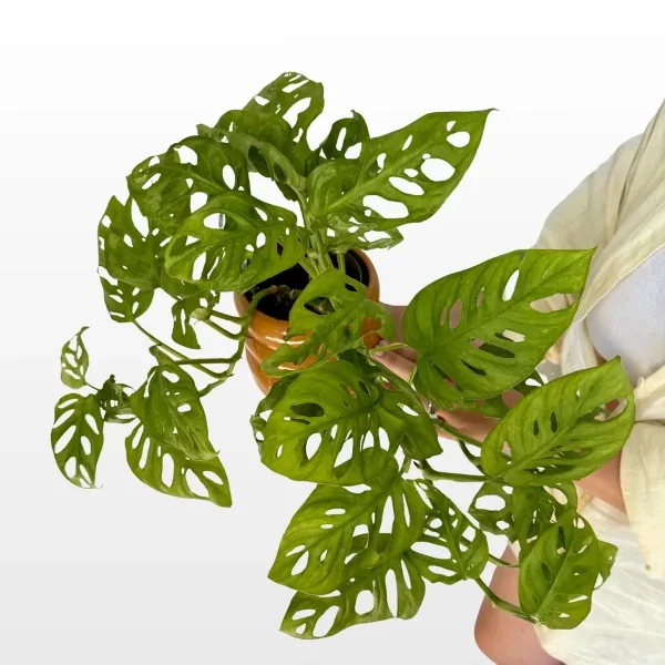 monstera-adansonii-2.jpg