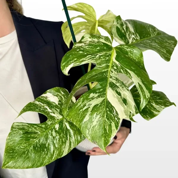 monstera-deliciosa-albo-e1744834516289-2.jpg