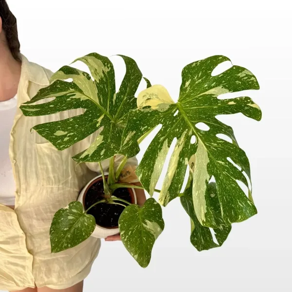 monstera-deliciosa-thai-constalation-2.jpg