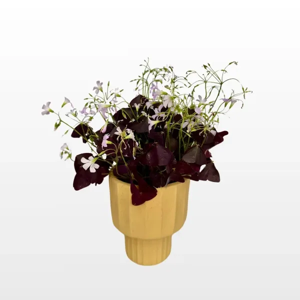 oxalis-triangularis-mijke-2.jpg