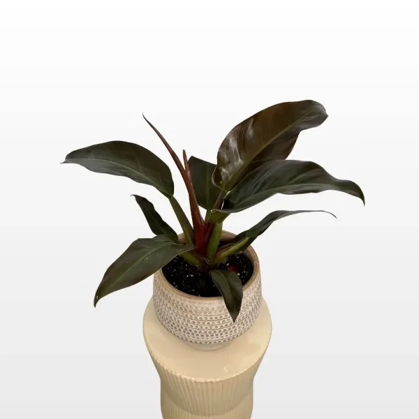 philodendron-imperial-red-2.jpg