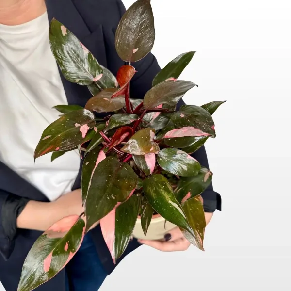 philodendron-pink-princess-2.jpg