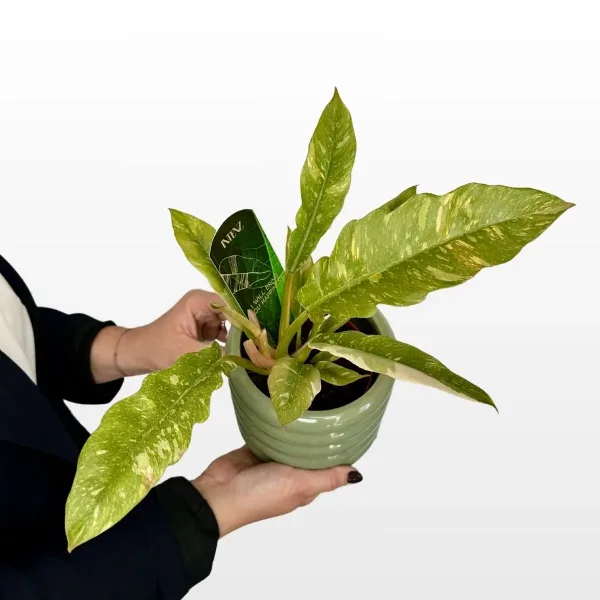 philodendron-ring-of-fire-2.jpg