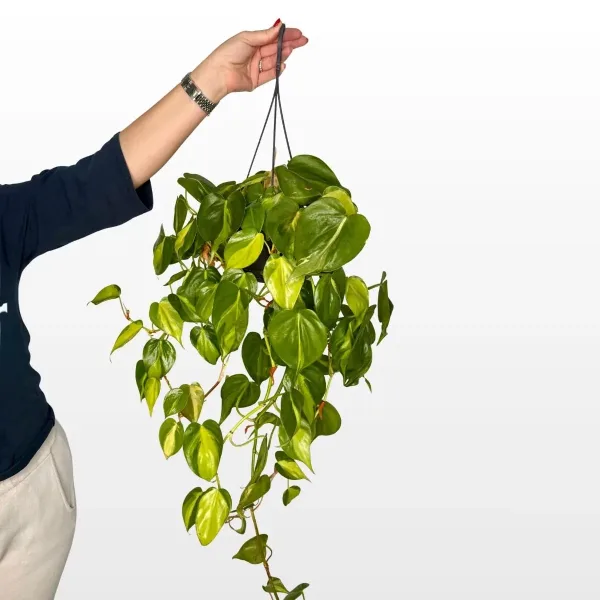 philodendron-scandens-brasil-m-2.jpg