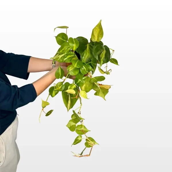 philodendron-scandens-brasil-s-2.jpg