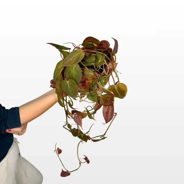 philodendron-scandens-micans-2.jpg