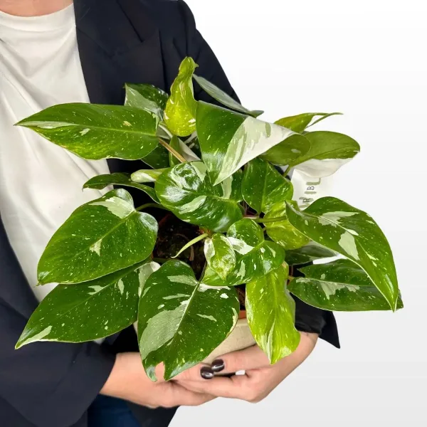philodendron-white-prince-2.jpg