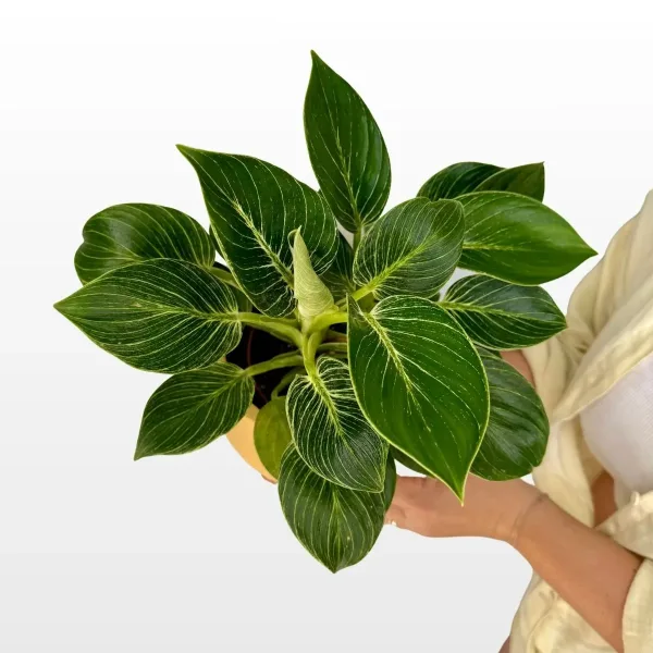 philodendron-white-wave-2.jpg