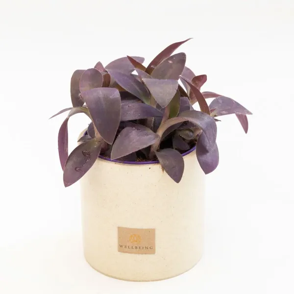 plant-olive-Tradescantia-2.jpg