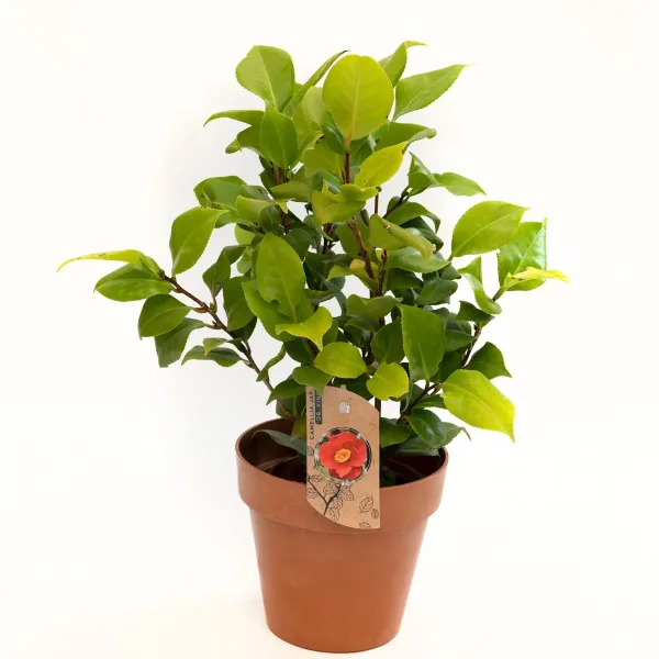 Japanska kamelija Doctor King Camellia japonica L s velikim raskošnim crvenim cvjetovima i sjajnim tamnozelenim listovima.