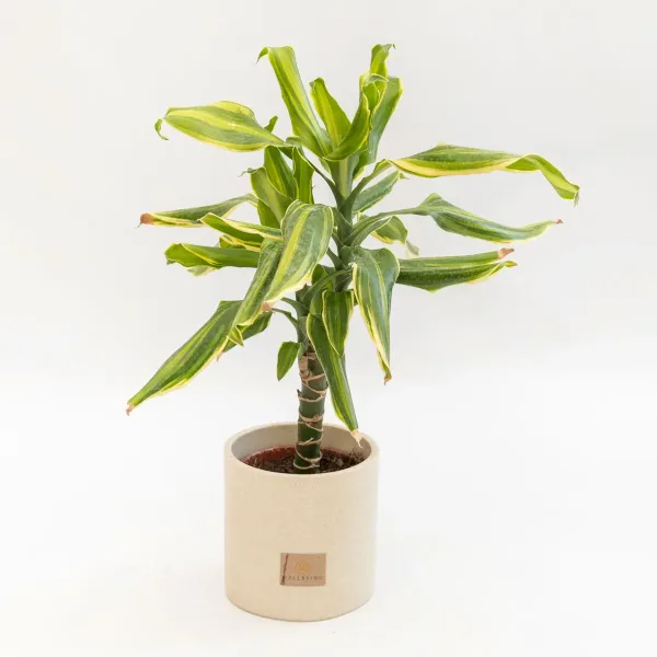 plant-olive-dreaceana-fgragrans-2.jpg