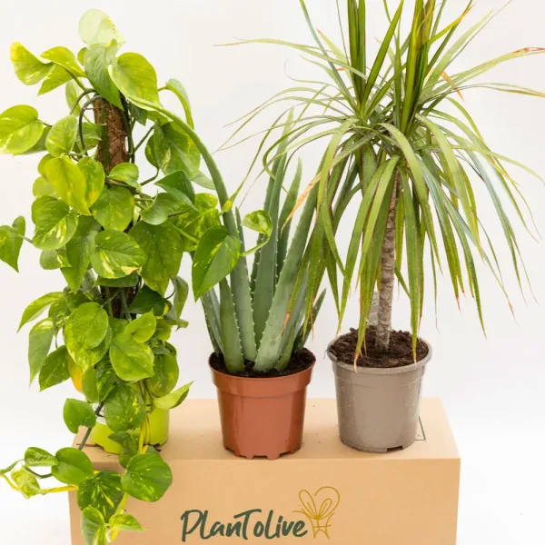 plant-olive-good-luck-oaza-1-2.jpg