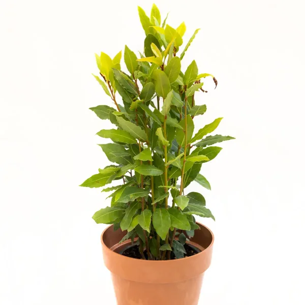 plant-olive-laurus-nobilis-2.jpg