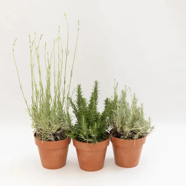 plant-olive-mediteranska-oaza-1-2.jpg