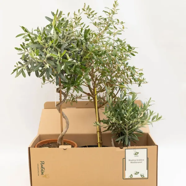 plant-olive-oaza-maslina-1-2.jpg