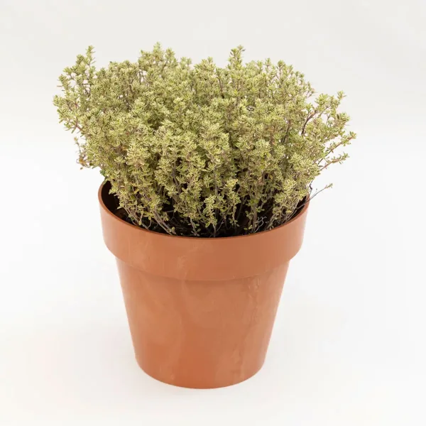 plant-olive-timijan-2.jpg