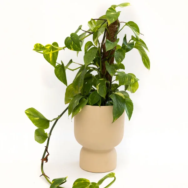 plant-olive-zlatni-puzavac-2.jpg