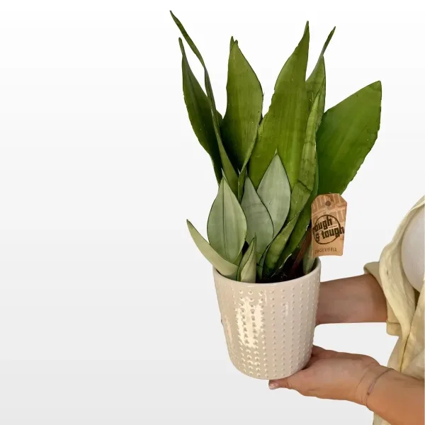 sansevieria-trifasciata-mix-2.jpg