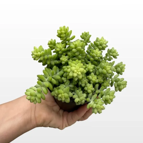 sedum-burrito-2.jpg