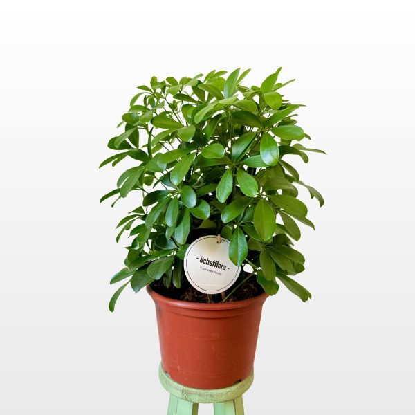 Šeflera ‘Nora’ (Schefflera arboricola) zimzelena je sobna biljka guste krošnje i sjajnih zelenih listova, za uređenje dnevnog boravka, ureda ili hodnika.