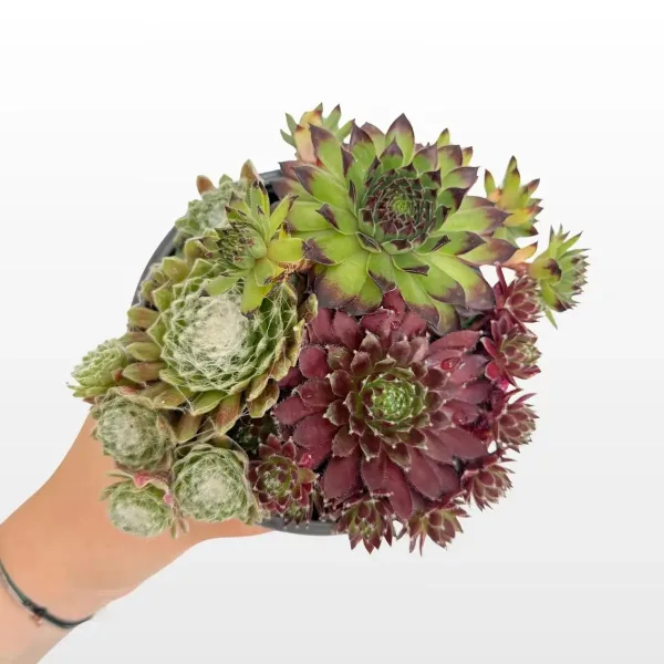 sempervivum-mix-cuvarkuca-2.jpg
