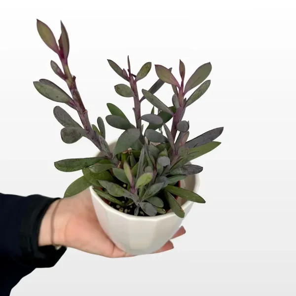 senecio-crassissimus-2.jpg