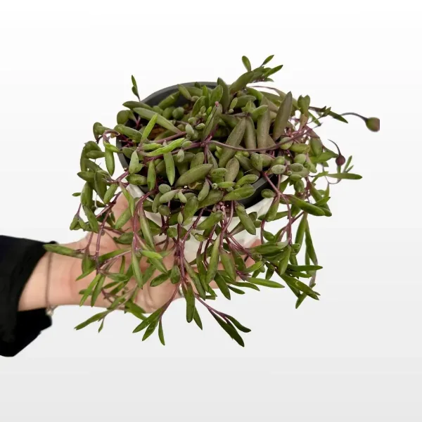 senecio-mix-2.jpg