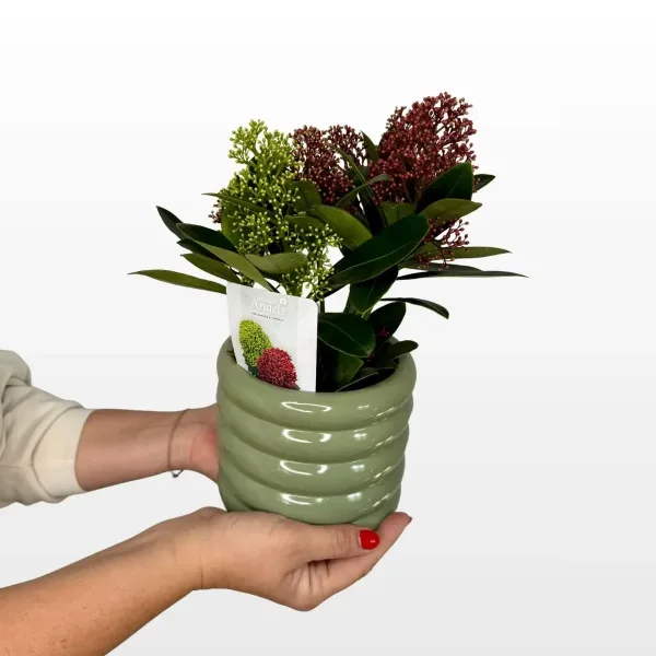 skimmia-japonica-double-diamond-2.jpg