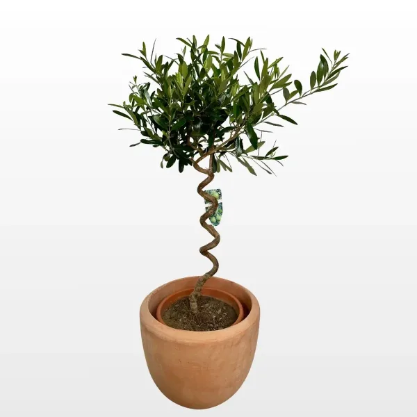 Spiralna maslina (Olea europaea) mediteranska je zimzelena biljka s ručno oblikovanim spiralnim deblom u ukrasnoj tegli, idealna za uređenje vrtova, terasa i ulaza u kuću.