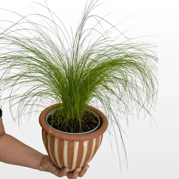 stipa-tenuissima-2.jpg