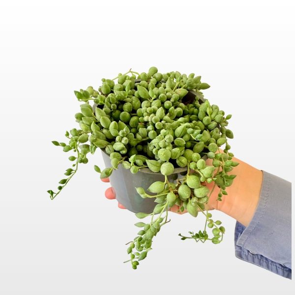 String of Pearls (Senecio rowleyanus) viseći je sukulent s gustim zelenim perlastim listovima i dugim izdancima u sadnoj tegli, za interijer, balkon ili terasu.