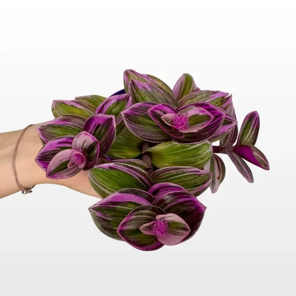 tradescantia-mix-2.jpg